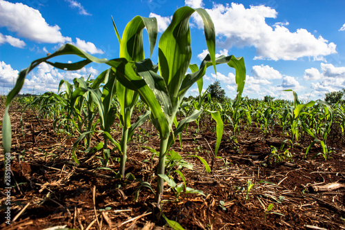 corn field in Parana State in Brazil