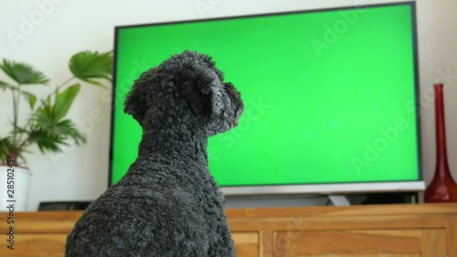 Dog (poodle) sitting in front of the TV, green screen