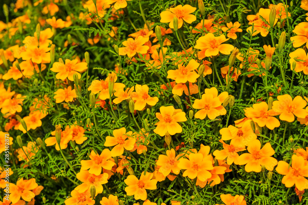 Orange bright thin-leaved marigolds flowers in the garden. Close-up. Side view for background.
