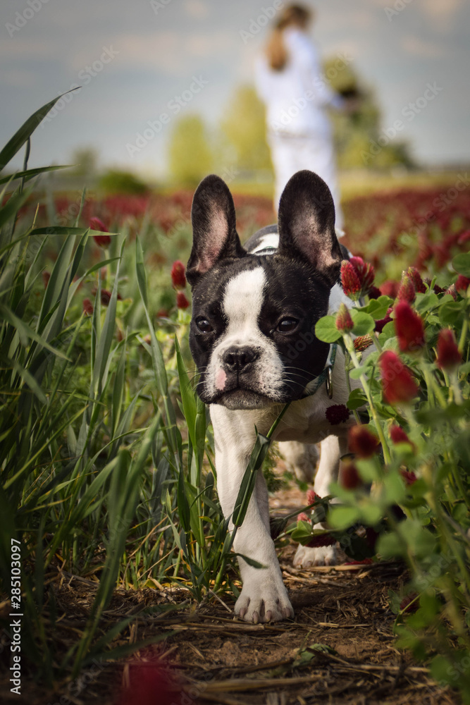 Puppy of french bulldog is running in crimson clover. He is so cute