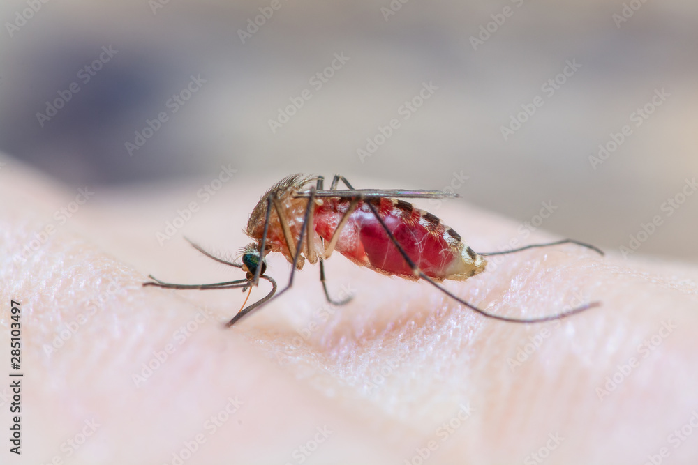 Close up of Mosquito sucking human blood, Thailand. Close up of Mosquito sucking human blood, Thailand.