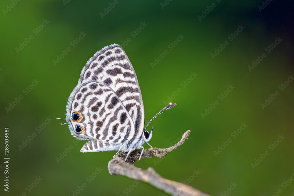 Zebra Blue or Leptotes plinius (Fabricius, 1793), beautiful butterfly perching on branch with green background in Thailand. Zebra Blue or Leptotes plinius (Fabricius, 1793), beautiful butterfly perching on branch with green background in Thailand.