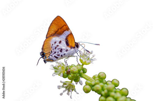 Witch  or Araotes lapithis lapithis (Moore, 1858), beautiful butterfly isolated perching on white flower with white background, Pangsida National park, Sa Kaeo, Thailand. photo