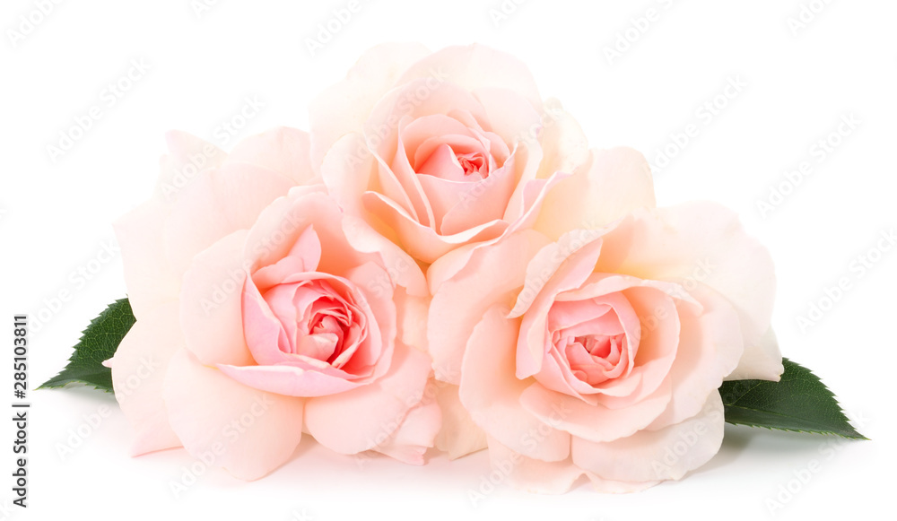 Pink rose flower. Pink rose flower.