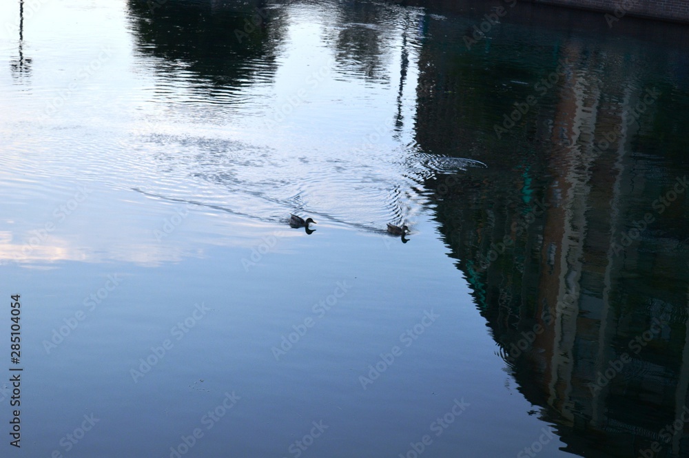 two ducks on the Milan Channel two ducks on the Milan Channel