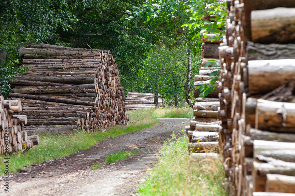 Holzstämme liegen gestapelt am Waldrand neben dem Weg gelagert