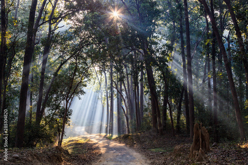India, Uttarakhand, View of forest with shala trees at Jim Corbett National Park photo