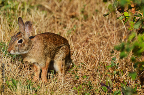 Eastern Cottontail Rabbit in a Field of Dried Grasses