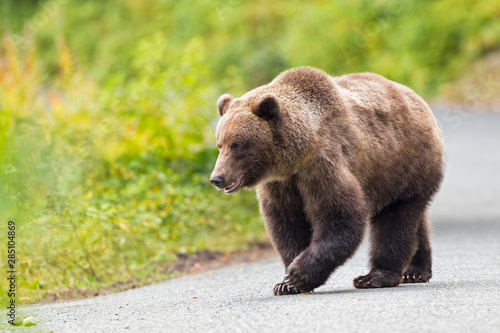 USA, Alaska, Brown bear walking on road near Chikoot Lake photo