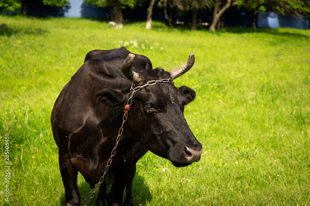 Picture of a black cow in the meadow