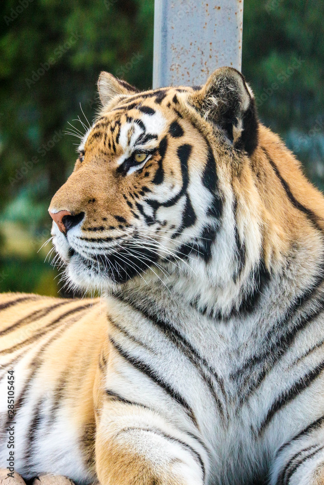 portrait of a big siberian tiger close up portrait of a big siberian tiger close up