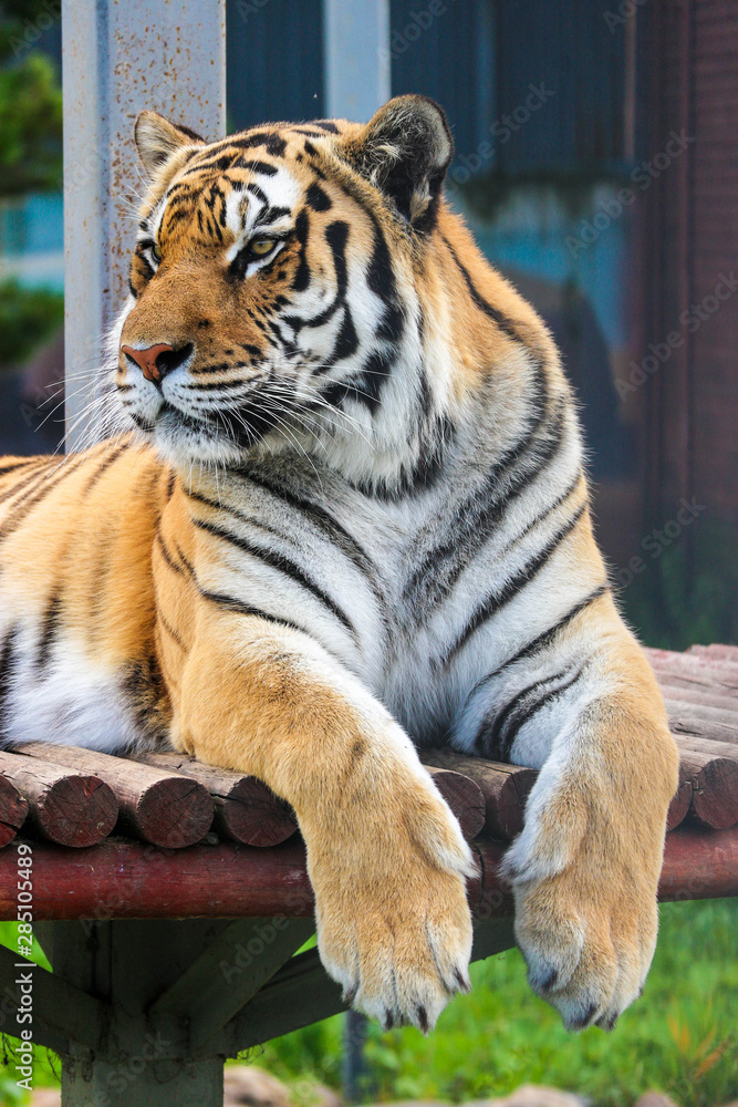Obraz premium Sitting big beautiful siberian tiger in zoo