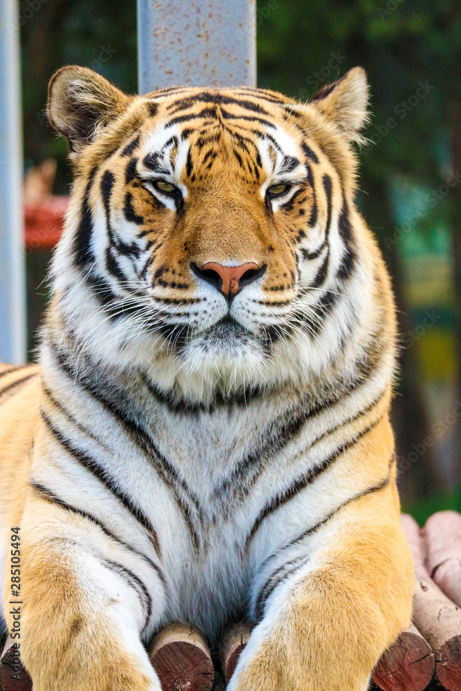 portrait of a big siberian tiger close up portrait of a big siberian tiger close up