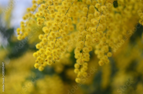 closeup of mimosa,Acacia baileyana