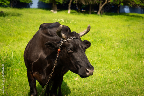 Fototapeta Naklejka Na Ścianę i Meble -  Picture of a black cow in the meadow