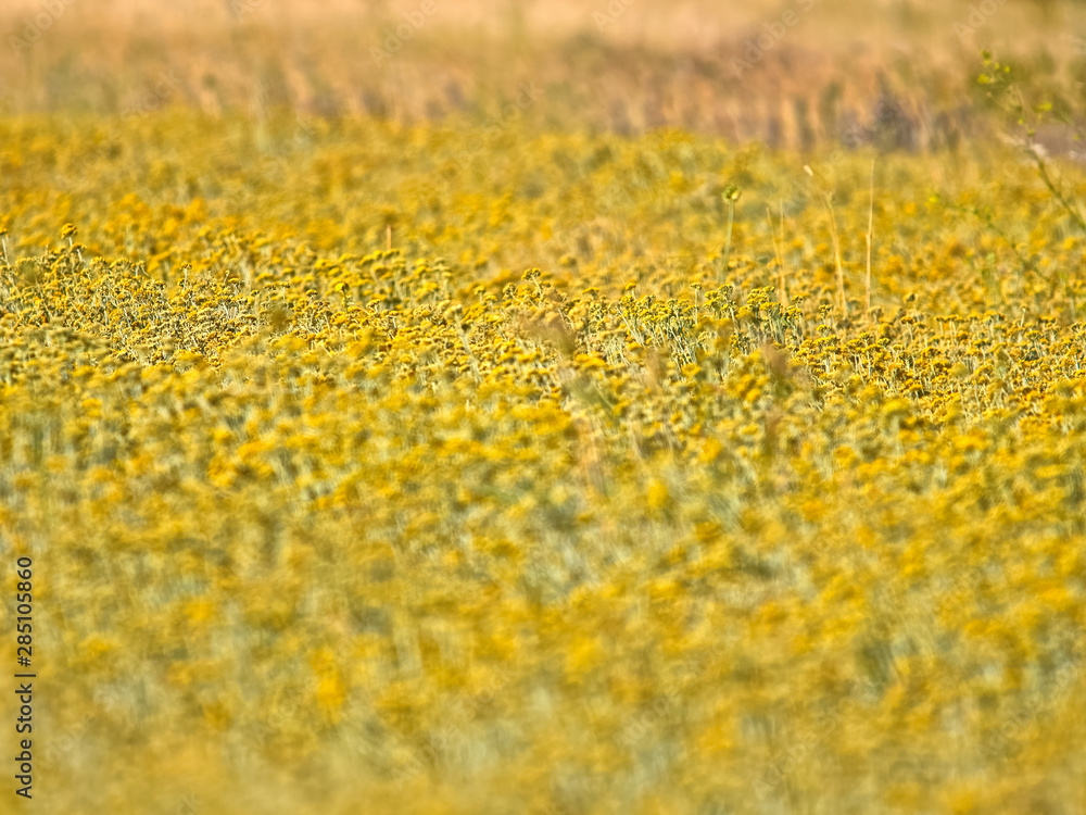Immortelle field near Oklaj in Croatia Immortelle field near Oklaj in Croatia