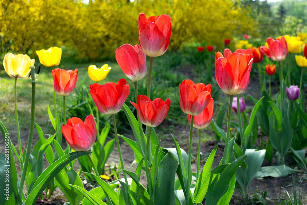 Red and yellow tulips. A field of red and yellow tulips on a park background.