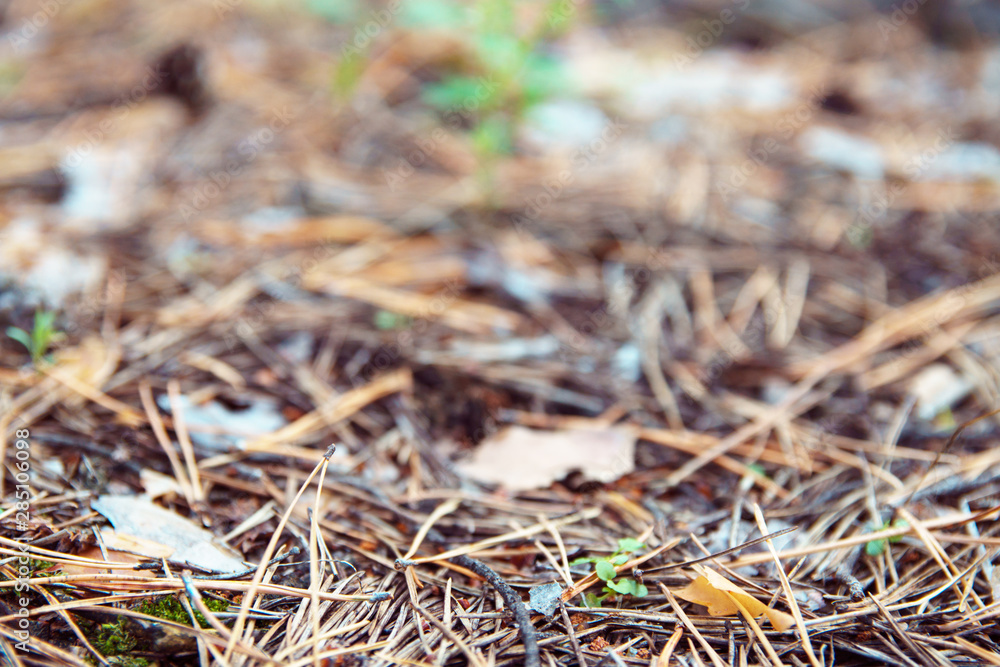 Pine cones, twigs and needles on ground. Woodland ecosystem. Thicket ground covered with autumn needles in softfocus. Pine cones, twigs and needles on ground. Woodland ecosystem. Thicket ground covered with autumn needles in softfocus.