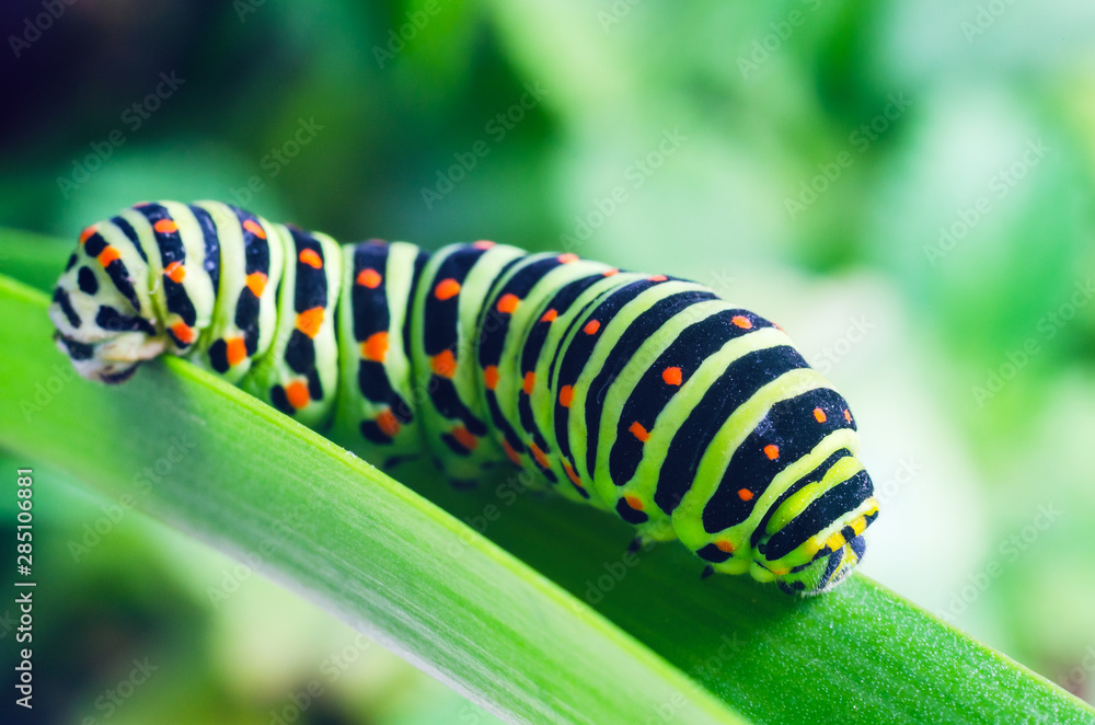 Caterpillar of the Machaon crawling on green leaves, close-up Caterpillar of the Machaon crawling on green leaves, close-up