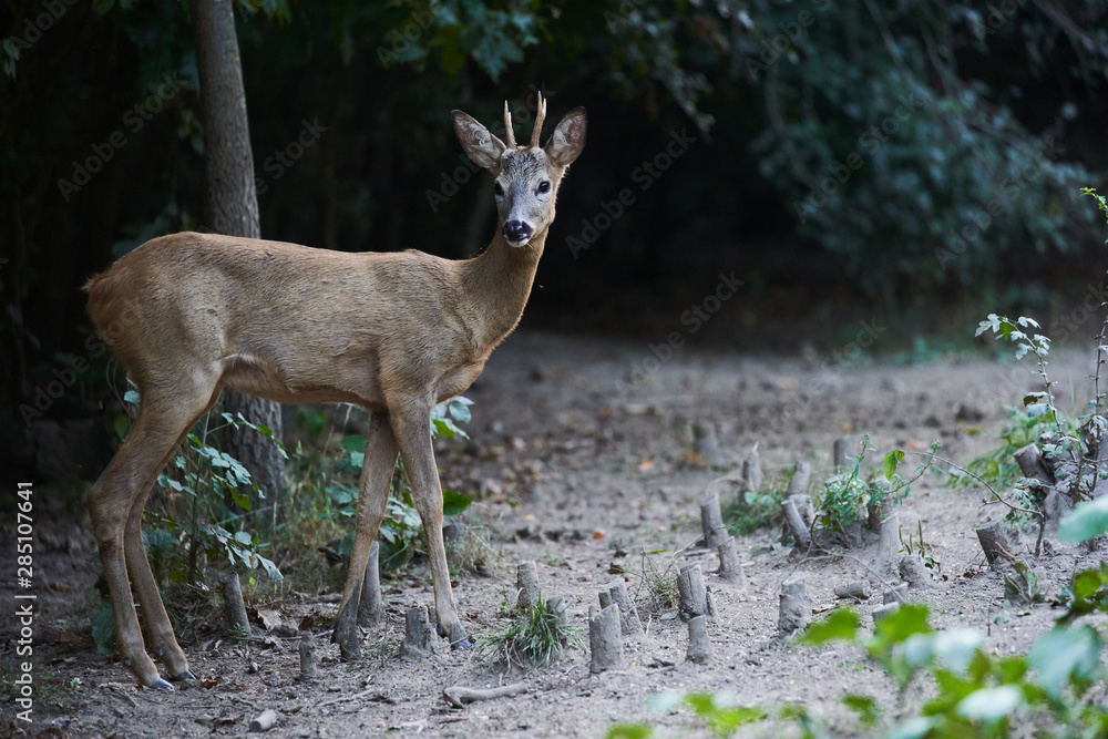 Alert roebuck at the edge of the forest Alert roebuck at the edge of the forest