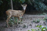 Alert roebuck at the edge of the forest