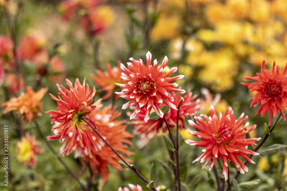 Champs de dahlias multicolores Champs de dahlias multicolores