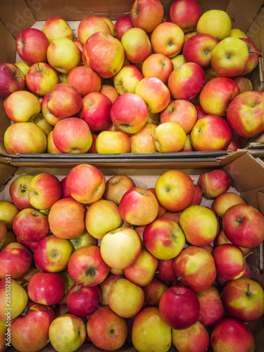 Ripe apples in the market. Autumn harvest concept  organic food  fruits. An abundance of fruit.