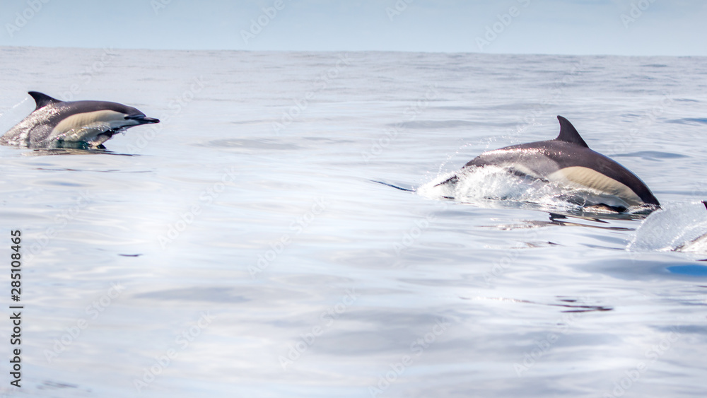 Common dolphins swimming around Algarve, Sagres