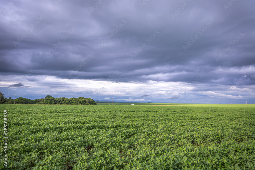 Huge soybean plantation with a heavy cloud sky in Brazil, one of the biggest soybean producer in the world Huge soybean plantation with a heavy cloud sky in Brazil, one of the biggest soybean producer in the world