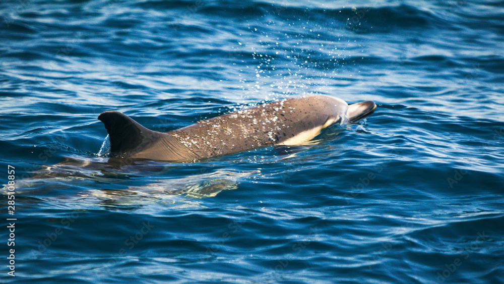 Obraz premium Common dolphins swimming around Algarve, Sagres