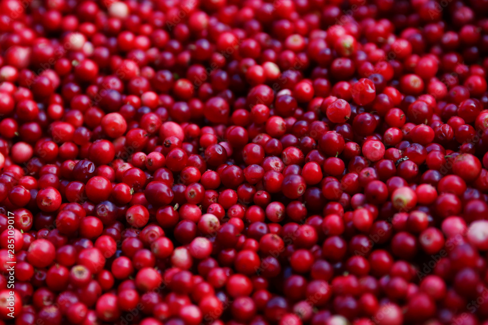 Close-up of forest red cranberry Close-up of forest red cranberry
