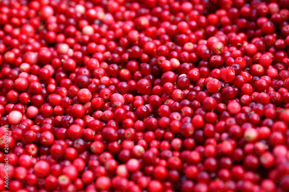 Close-up of forest red cranberry Close-up of forest red cranberry