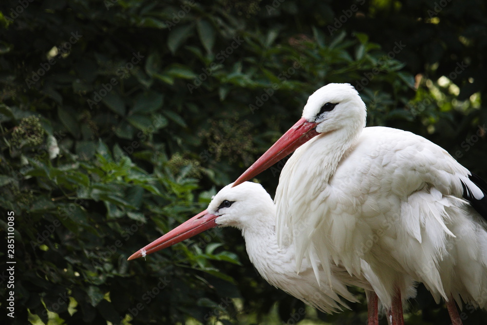 Fototapeta premium Two white storks sitting on top of their nest