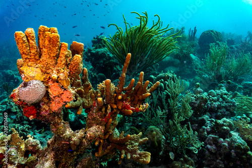 Colorful coral in a beautiful underwater landscape