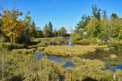 Autumn Swamp Wetland Grasses and Mixed Forest at Nisqually Delta Washington with Reflection