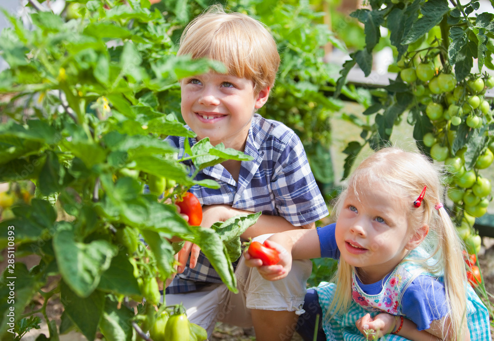 Germany, Bavaria, Boy and girl picking tomatoes in garden Germany, Bavaria, Boy and girl picking tomatoes in garden