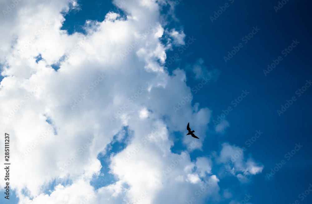 Bird flying against white clouds on a blue sky Bird flying against white clouds on a blue sky