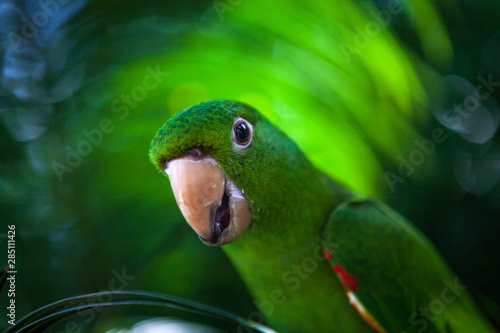 Parrot, Brazilian fauna photo