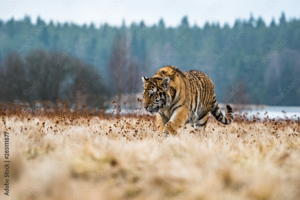 Naklejka premium Siberian Tiger running. Beautiful, dynamic and powerful photo of this majestic animal. Set in environment typical for this amazing animal. Birches and meadows