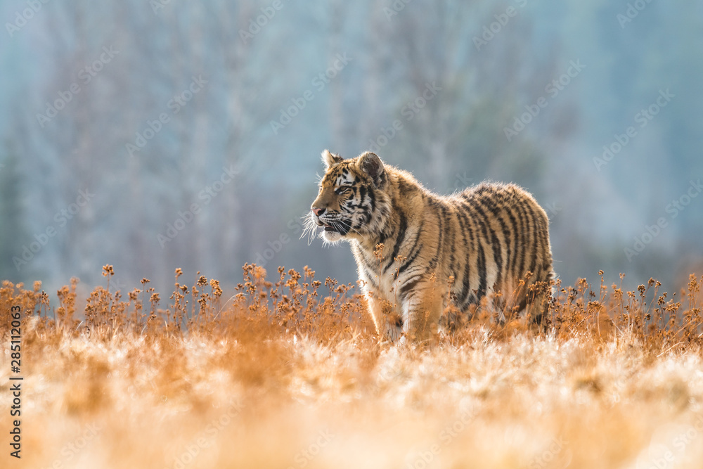 Obraz premium Siberian Tiger running. Beautiful, dynamic and powerful photo of this majestic animal. Set in environment typical for this amazing animal. Birches and meadows