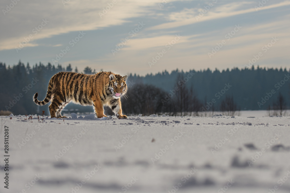 Fototapeta premium Siberian Tiger running. Beautiful, dynamic and powerful photo of this majestic animal. Set in environment typical for this amazing animal. Birches and meadows