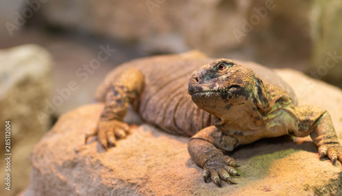 Leptien s spiny tail lizard