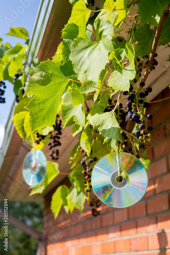 Homemade reflective bird repellent made of an old music computer laser discs outdoors on grape plant. Birds are scared and don`t eat the berries concept.