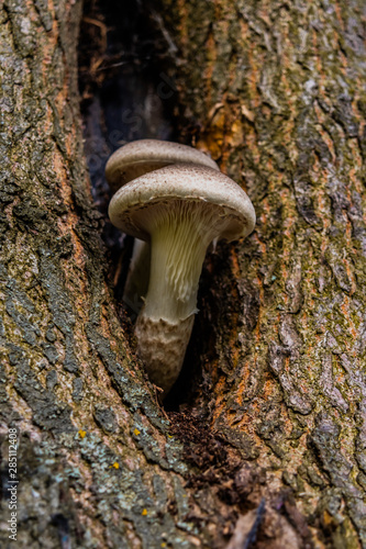 Mushrooms grows on the tree trunk