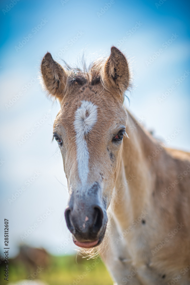 Fototapeta premium Close-up portrait of a village foal with a blurred background.