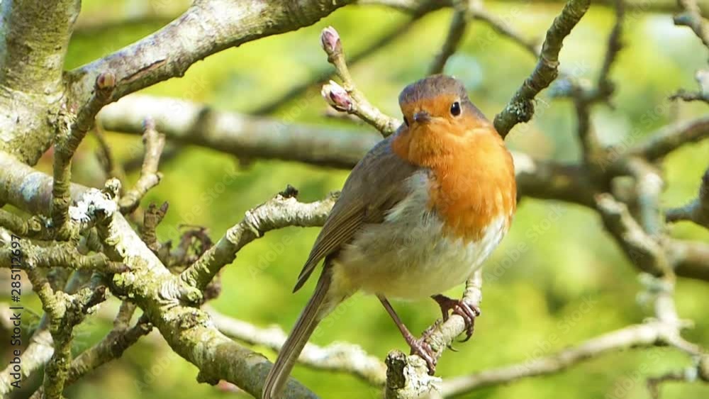 Robin in a tree Robin in a tree