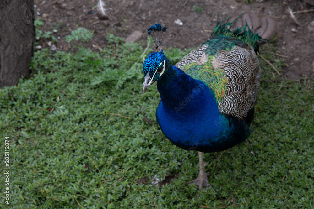 Fototapeta premium A beautiful turquoise peacock stands on the green grass.