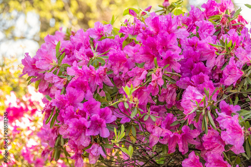 Pink rhododendron blossoms with a beautiful blur