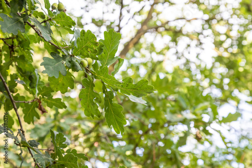 Branches of oak-tree with green leaves against sky