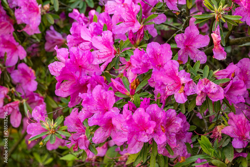 Pink rhododendron blossoms with a beautiful blur